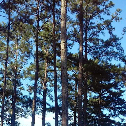 Debra Alexander Photo 26