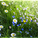 Veronica Meadows Photo 12