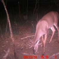 Ronnie Holman Photo 12