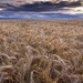 Michael Wheat Photo 20