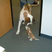 Charles Chesney Photo 7