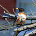 Mary Robins Photo 24