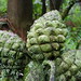 Joy Cone Photo 19