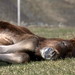 Jessie Combs Photo 33
