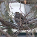Janet Sparrow Photo 16