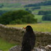 Gayle Bird Photo 11