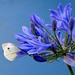 Judith Groff Photo 12