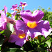 Barbara Flowers Photo 11