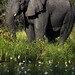 Michael Hutchens Photo 17