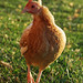 Rebecca Pyle Photo 11