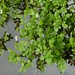 Dale Cress Photo 3