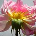 Susan Blow Photo 14