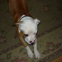 Carol Mcdade Photo 5