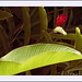 Linda Leaf Photo 10
