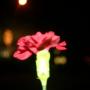Jennifer Fifield Photo 16