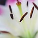 Jeffery Flowers Photo 9