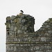 Norman Crow Photo 7