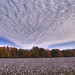 Virginia Fields Photo 9