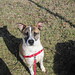 Will Irwin Photo 14