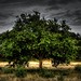Forrest Gray Photo 31