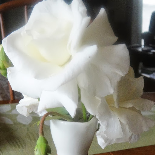 Susan Stover Photo 22