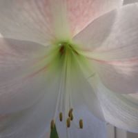 Judith Mcneil Photo 12