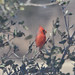 Gail Roberson Photo 24