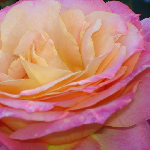 Jeanette Weston Photo 18