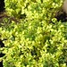 Maria Broccoli Photo 16