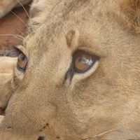 Nancy Himes Photo 7