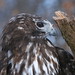Harlan Howell Photo 5