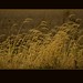 Timothy Field Photo 14