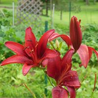 Peggy Randall Photo 33