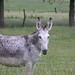 Deborah Lathrop Photo 13