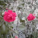 Debbie Rose Photo 14