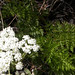 Joseph Laing Photo 14