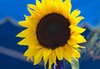 Thi Trinh Photo 26