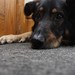 Sammy Sheppard Photo 15