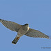 Dan Hawks Photo 9