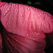 Sandra Hardy Photo 14
