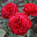 Rose Francois Photo 11