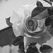 Rose Peterson Photo 27