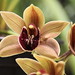 Debbie Tuck Photo 35