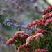 Joy Sage Photo 9