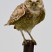 Steve Burrows Photo 6