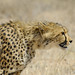 Martin Hunt Photo 13