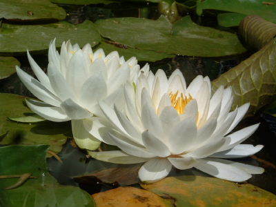 Debra Haley Photo 12