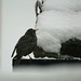 Daren Sharp Photo 12