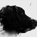 Brandy Springer Photo 1
