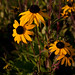 Susan Field Photo 42